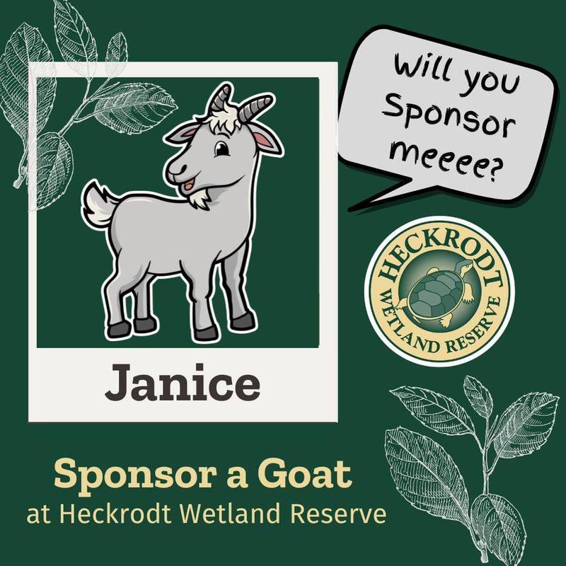 Goat Sponsorship-Janice