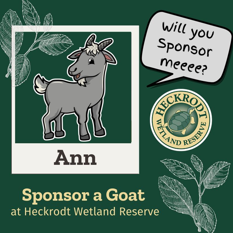 Goat Sponsorship-Ann