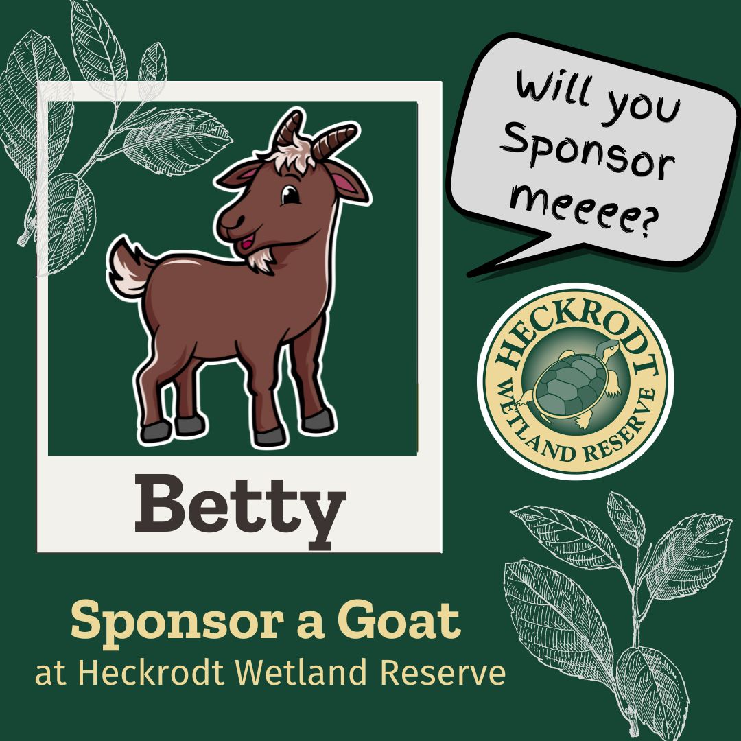 Goat Sponsorship- Betty Goat Sponsorship- Betty