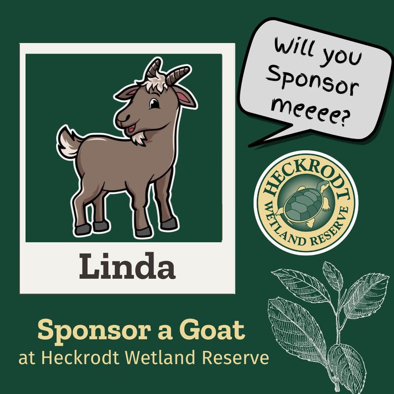 Goat Sponsorship-Linda