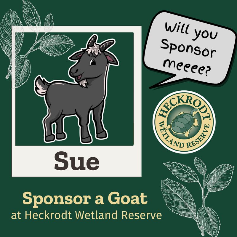 Goat Sponsorship- Sue