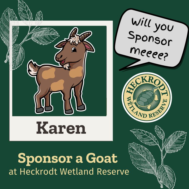 Goat Sponsorship-Karen