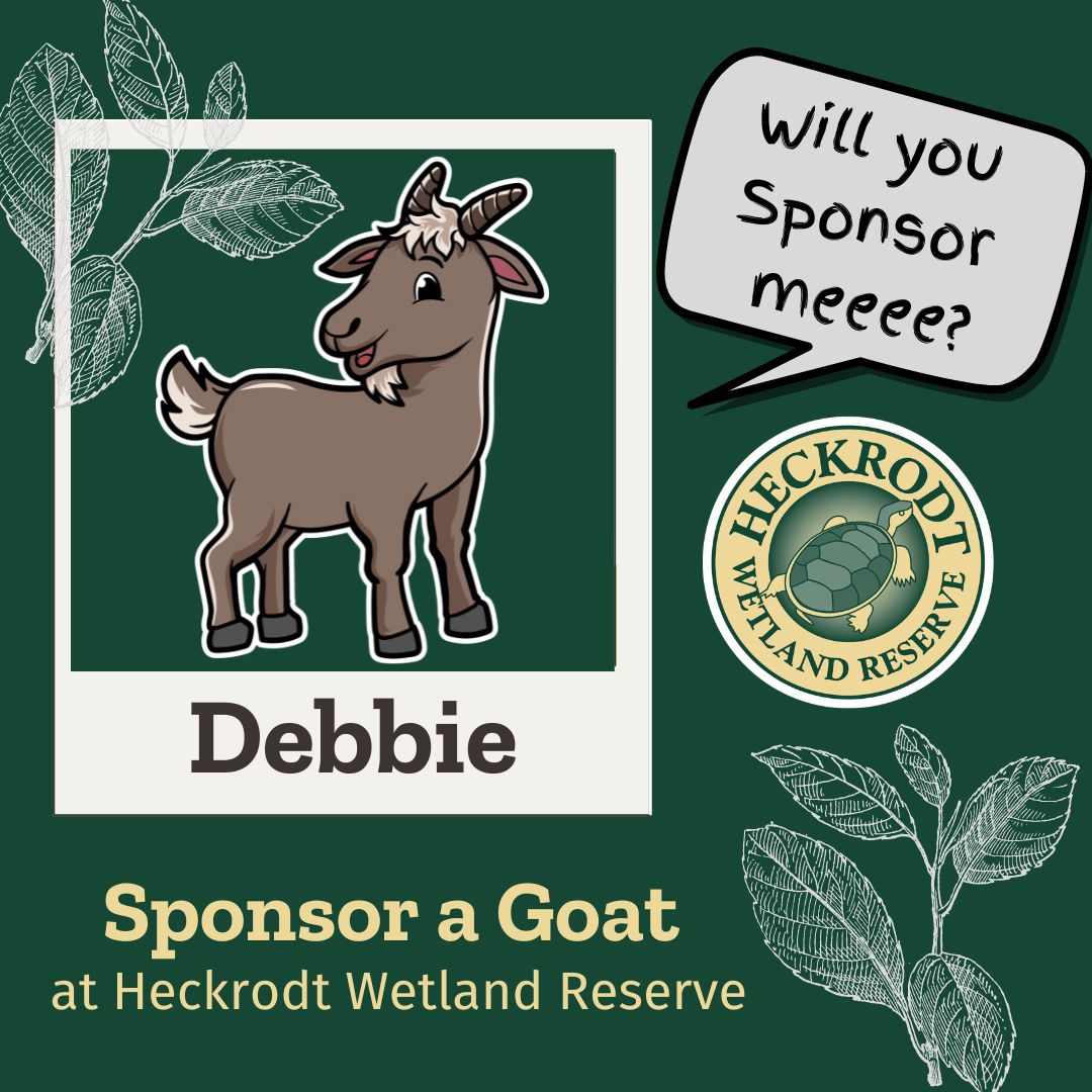 Goat Sponsorship-Debbie Goat Sponsorship-Debbie