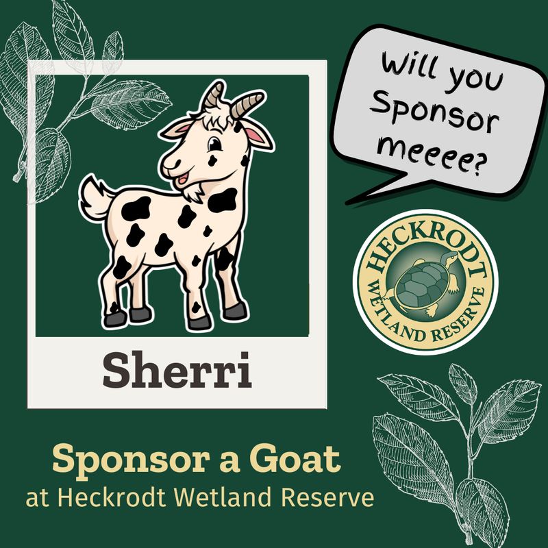Goat Sponsorship- Sherri