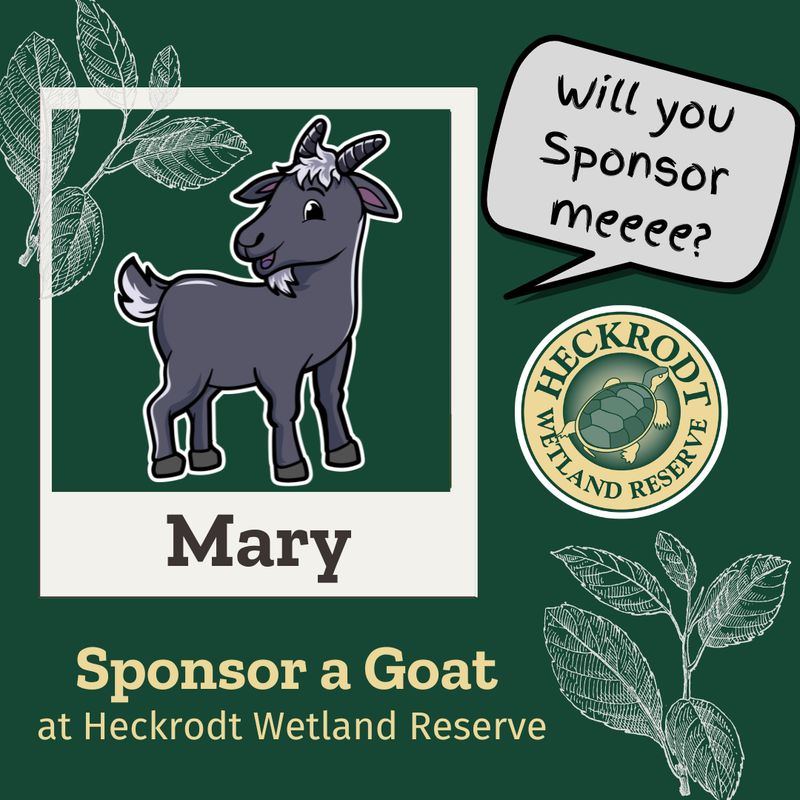 Goat Sponsorship- Mary