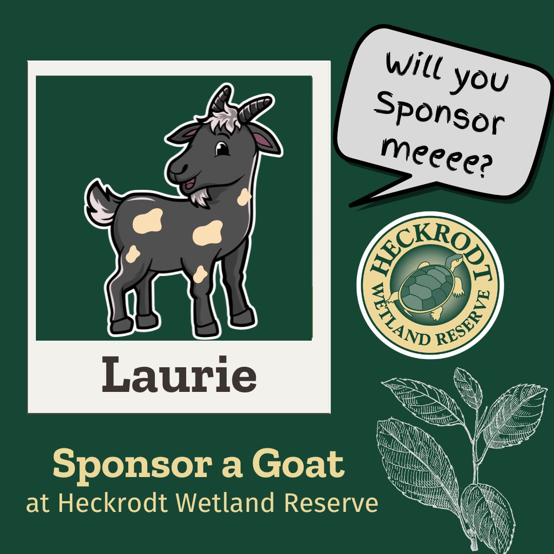 Goat Sponsorship- Laurie