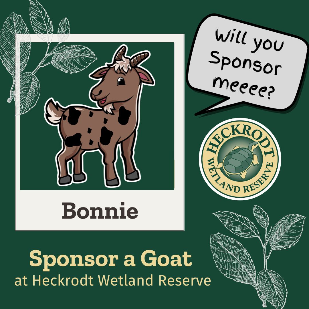 Goat Sponsorship- Bonnie Goat Sponsorship- Bonnie