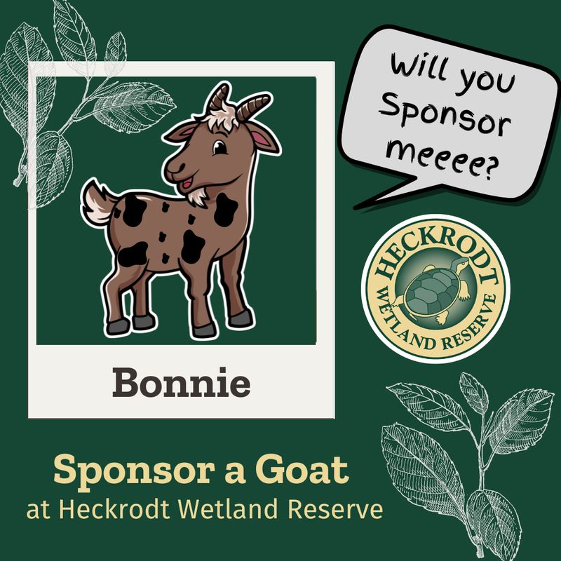 Goat Sponsorship- Bonnie