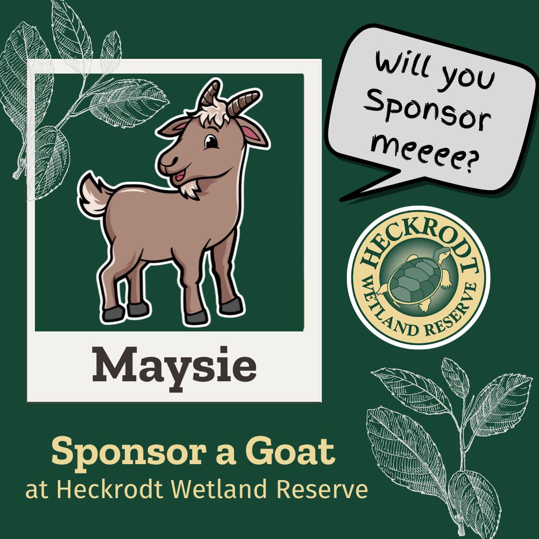 Goat Sponsorship- Maysie Goat Sponsorship- Maysie
