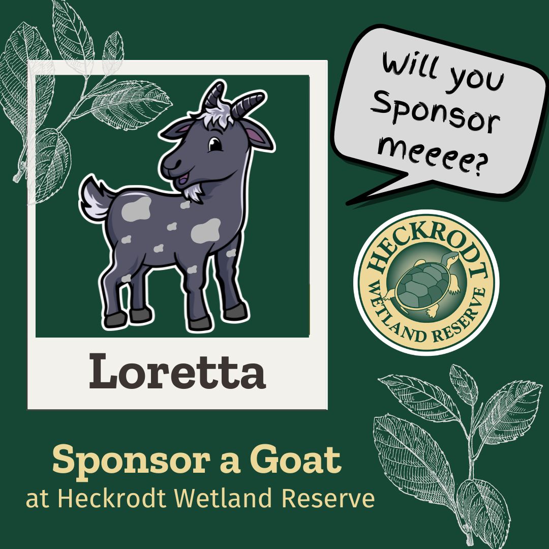 Goat Sponsorship- Loretta
