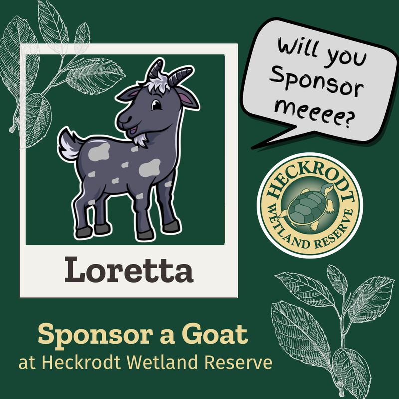 Goat Sponsorship- Loretta