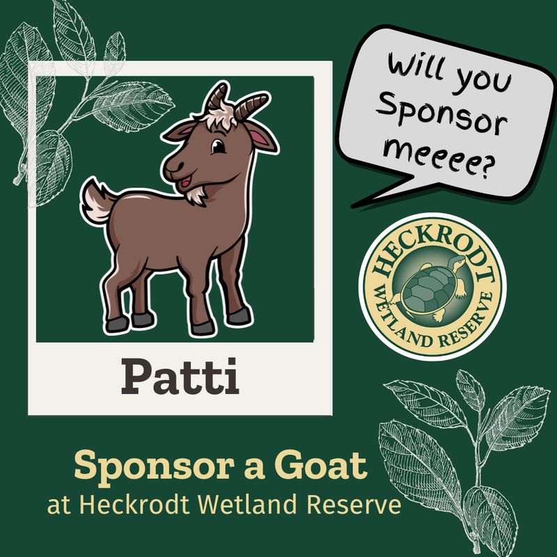 Goat Sponsorship- Patti