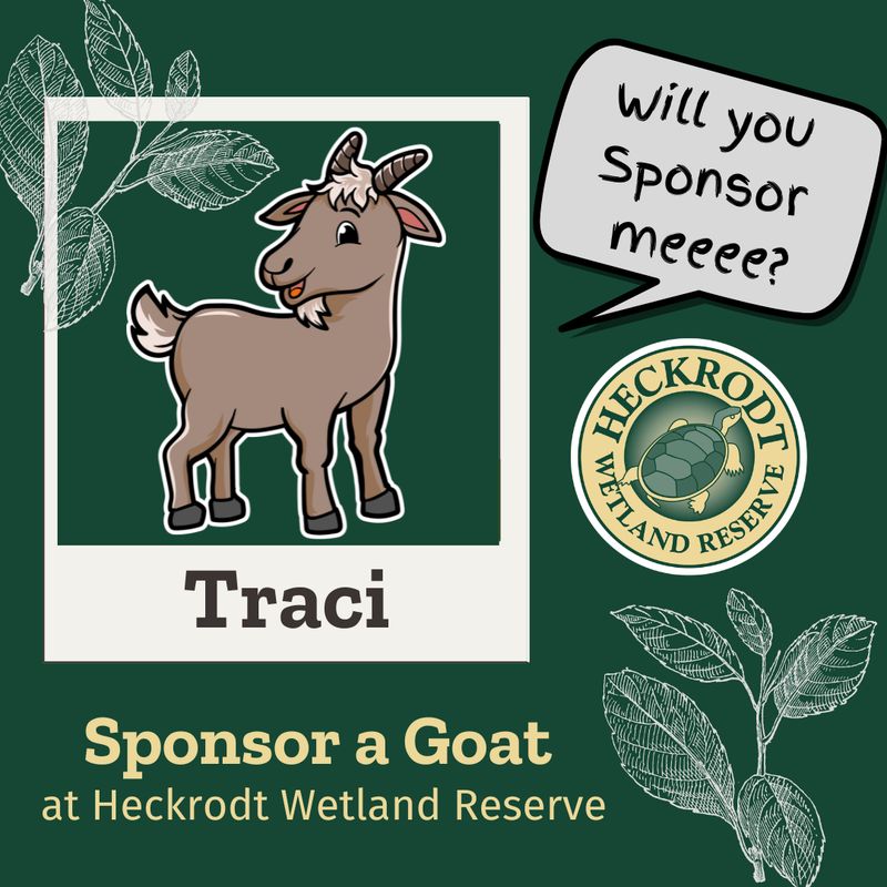 Goat Sponsorship- Traci
