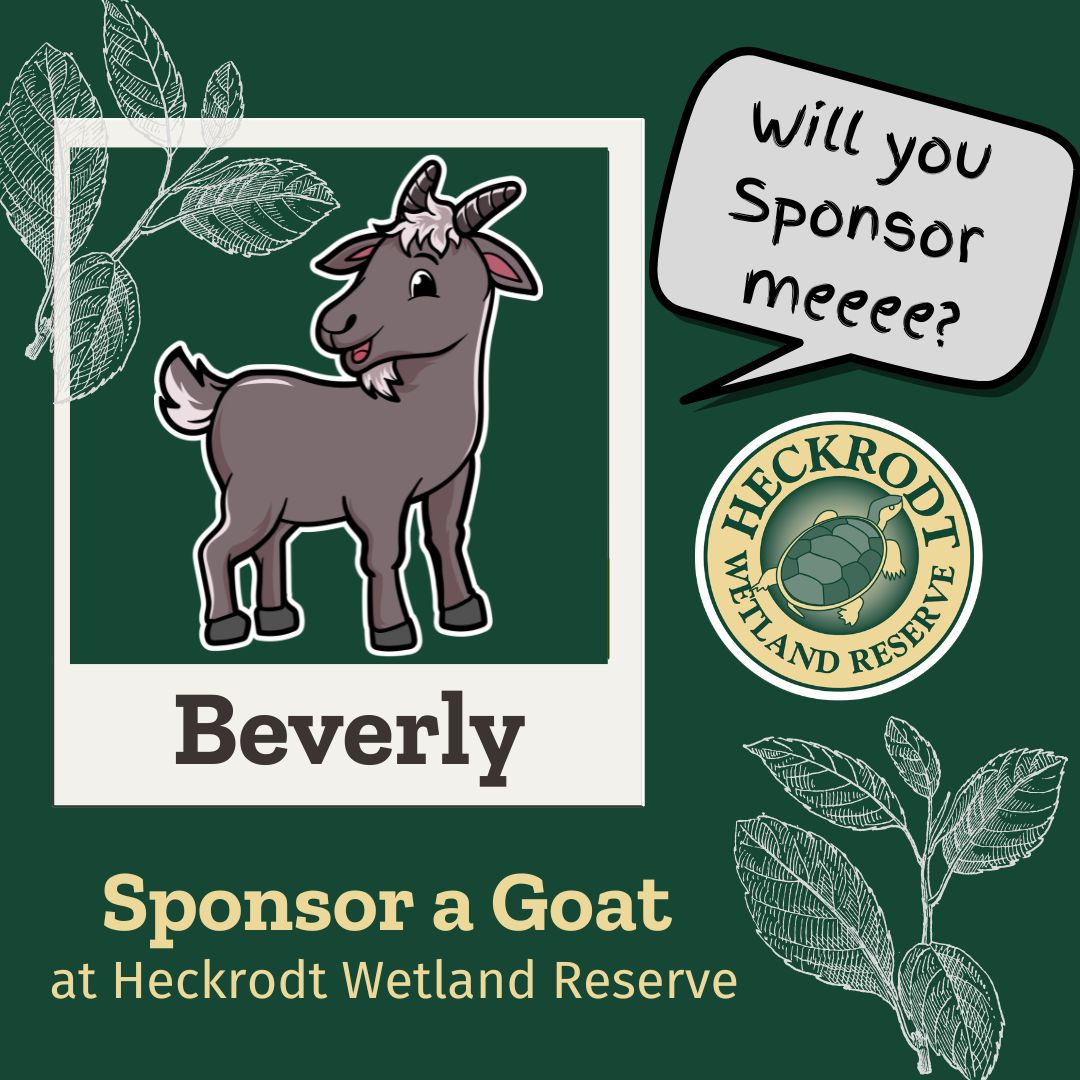 Goat Sponsorship- Beverly Goat Sponsorship- Beverly