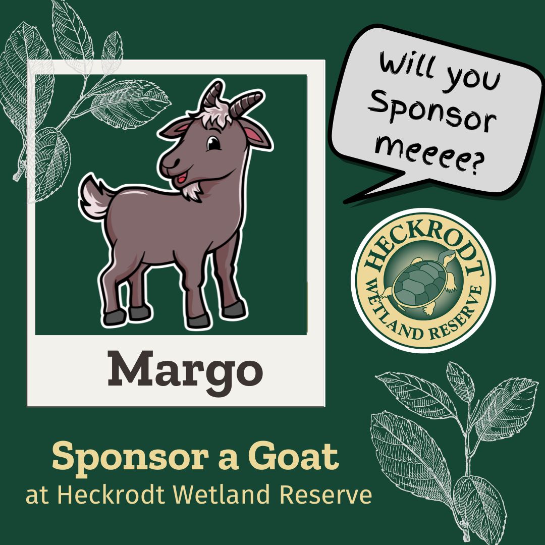 Goat Sponsorship- Margo Goat Sponsorship- Margo