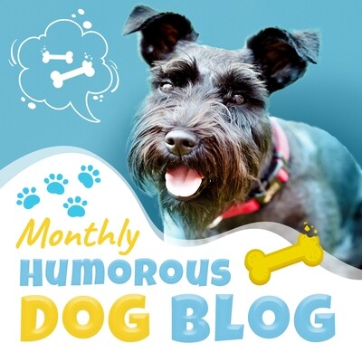 Monthly Dog blog