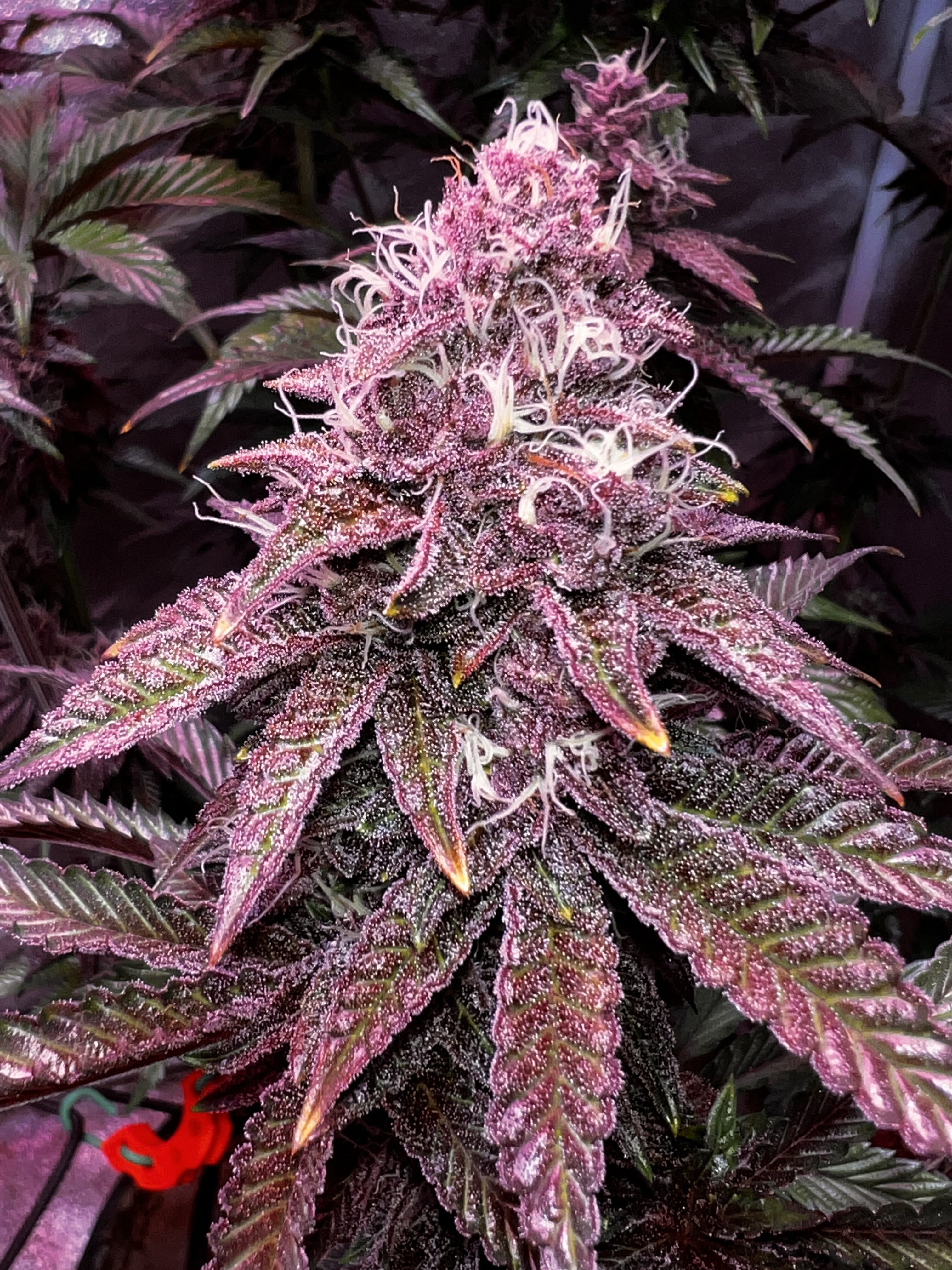 Crimson Cherries