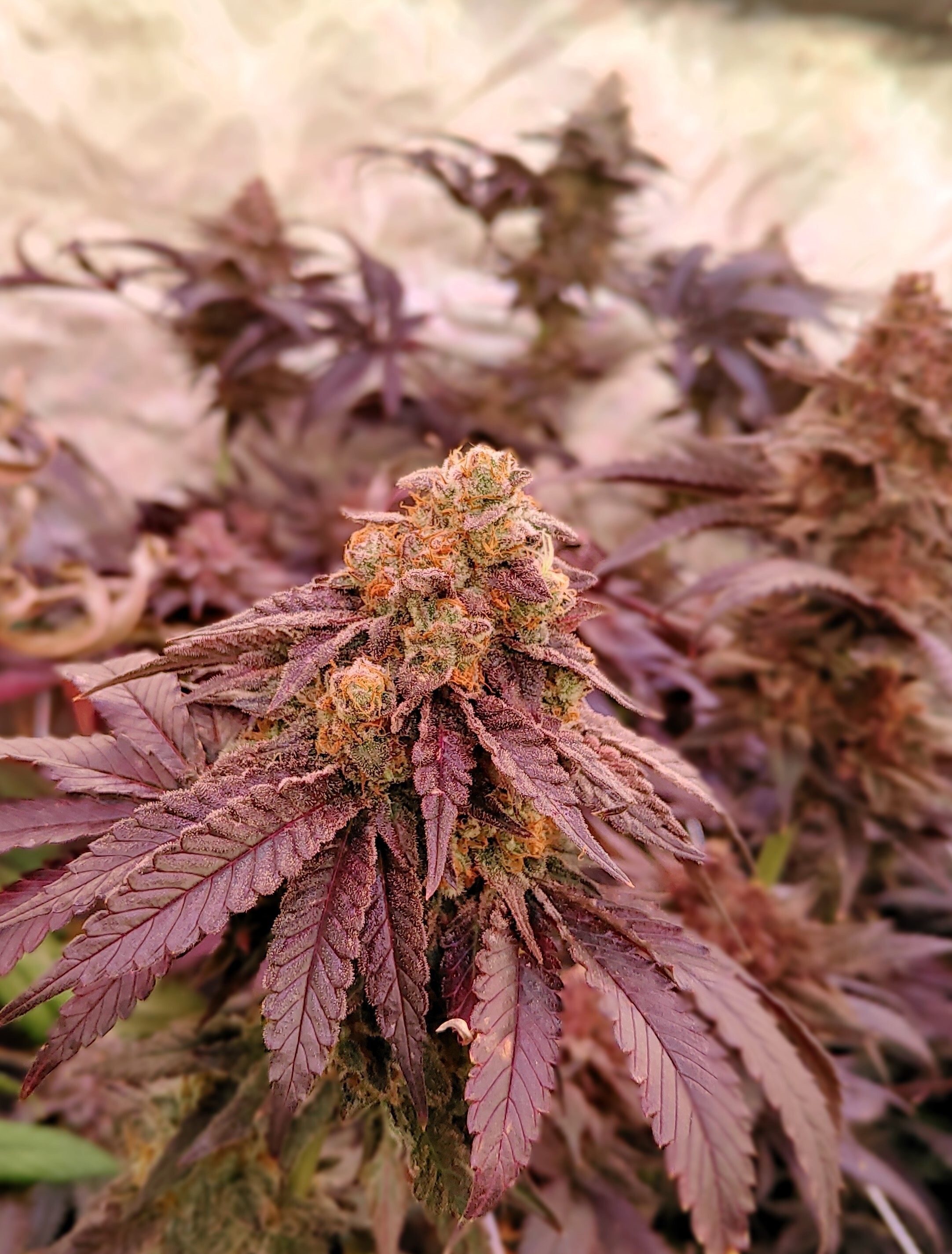 Velvet Rainbows
