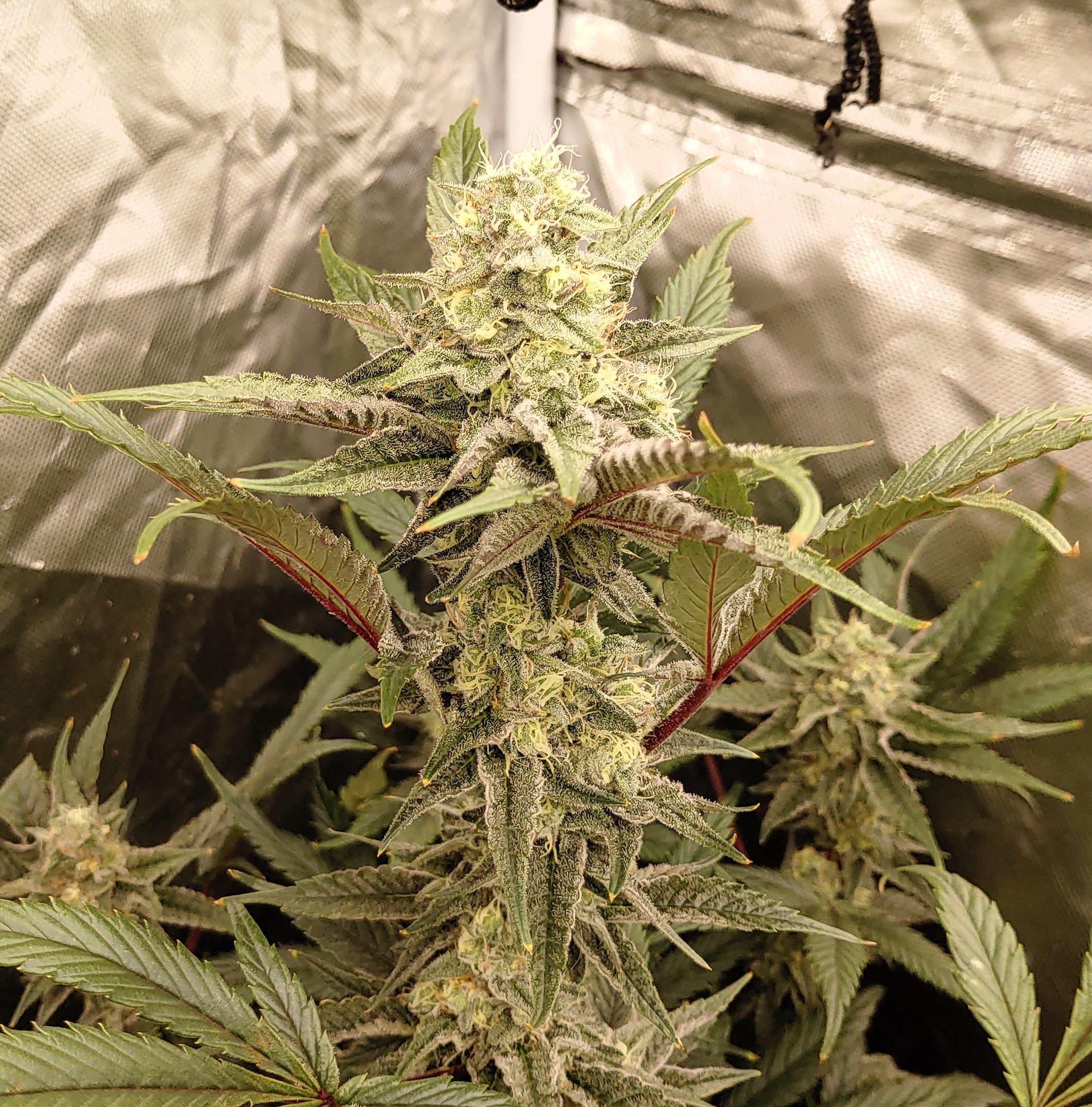 Cherry Zoap