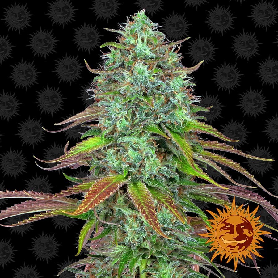 Barney's Farm - LSD Auto (auto/fem.)