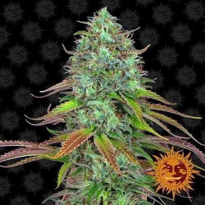 Barney's Farm - LSD Auto (auto/fem.) 06230