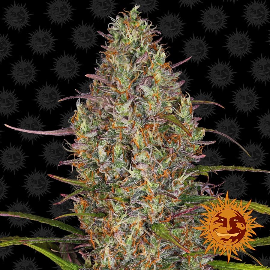 Barney's Farm - Glue Gelato Auto (auto/fem.)