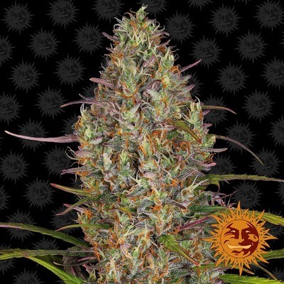 Barney's Farm - Glue Gelato Auto (auto/fem.) 06231