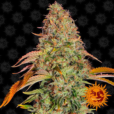 Barney's Farm - Zkittlez OG Auto (auto/fem.)