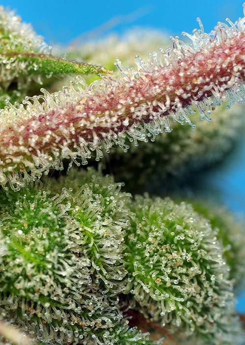 Sweet Seeds - Do Sweet Dos (fem.)