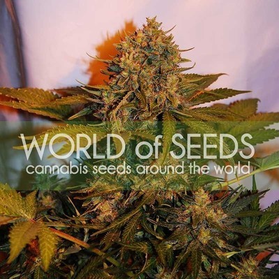World Of Seeds - Northern Light x Big Bud Ryder (auto/fem.) 03782