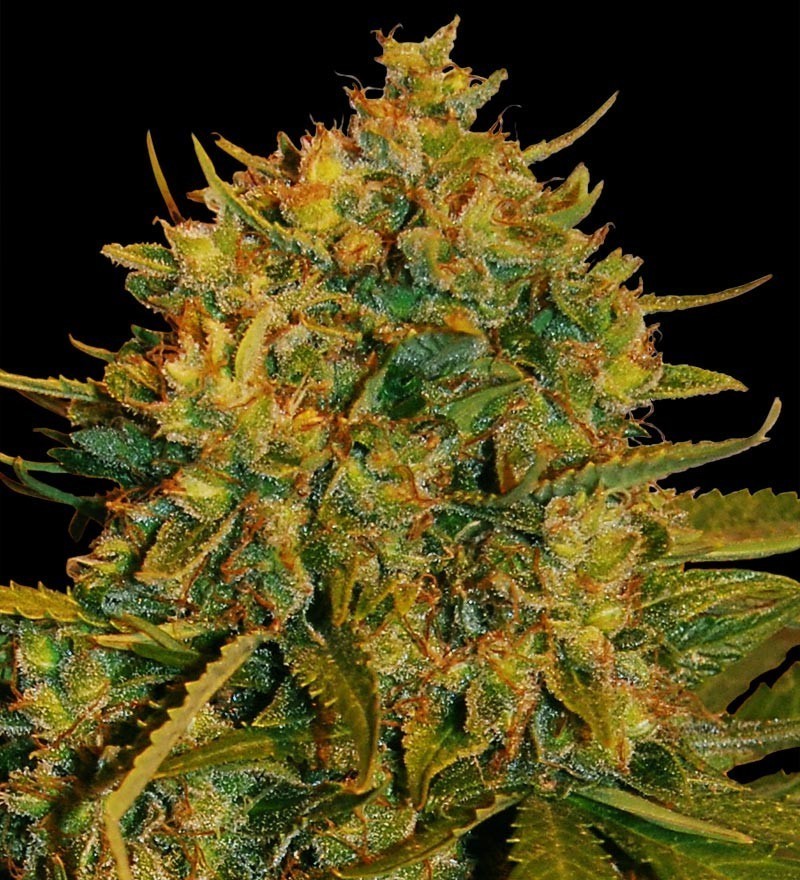 World Of Seeds - Northern Light x Big Bud Ryder (auto/fem.)