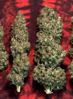 Mandala Seeds - Satori (fem.)