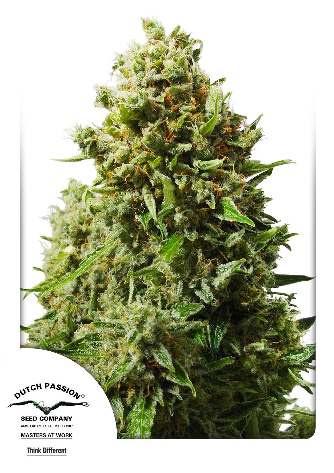 Dutch Passion - Think Different (auto/fem.)