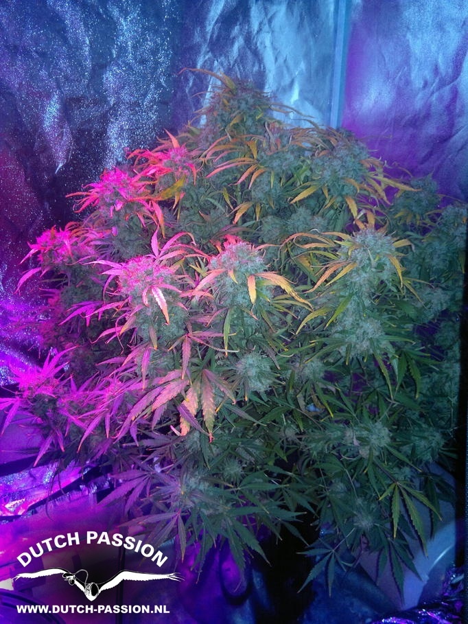 Dutch Passion - Think Different (auto/fem.)