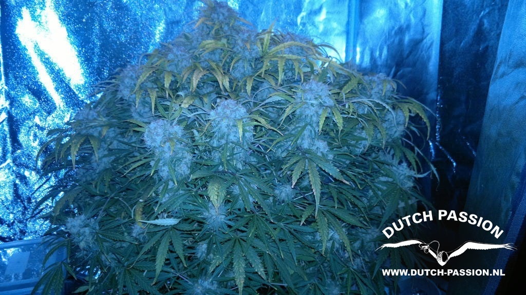 Dutch Passion - Think Different (auto/fem.)