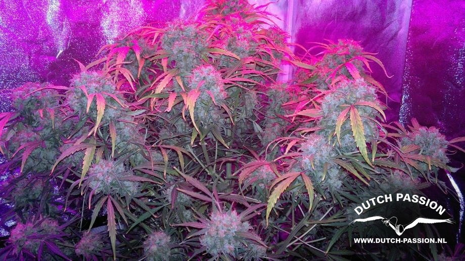 Dutch Passion - Think Different (auto/fem.)