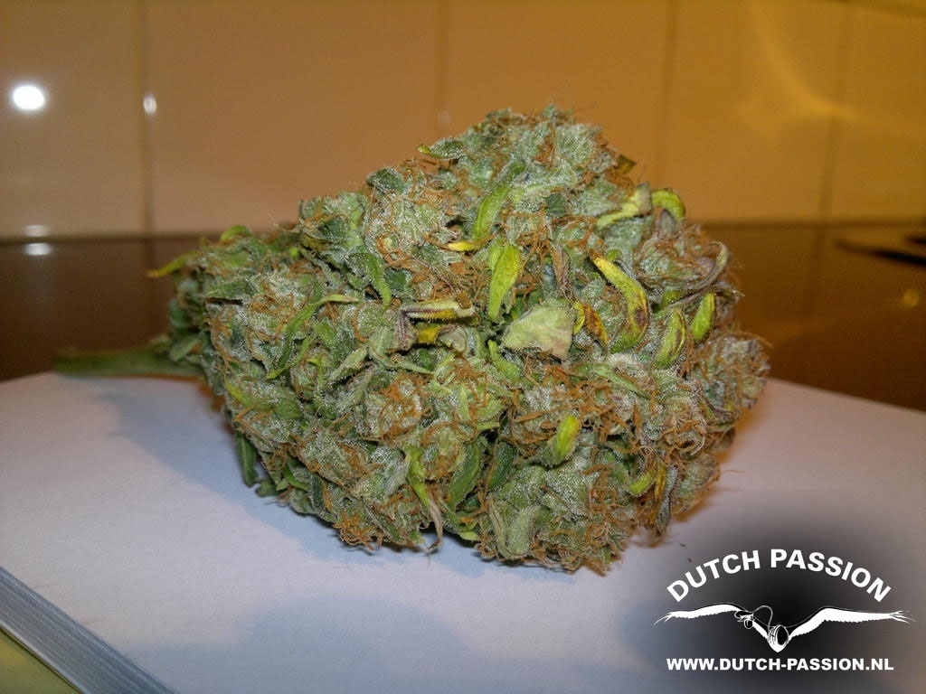 Dutch Passion - Think Different (auto/fem.)