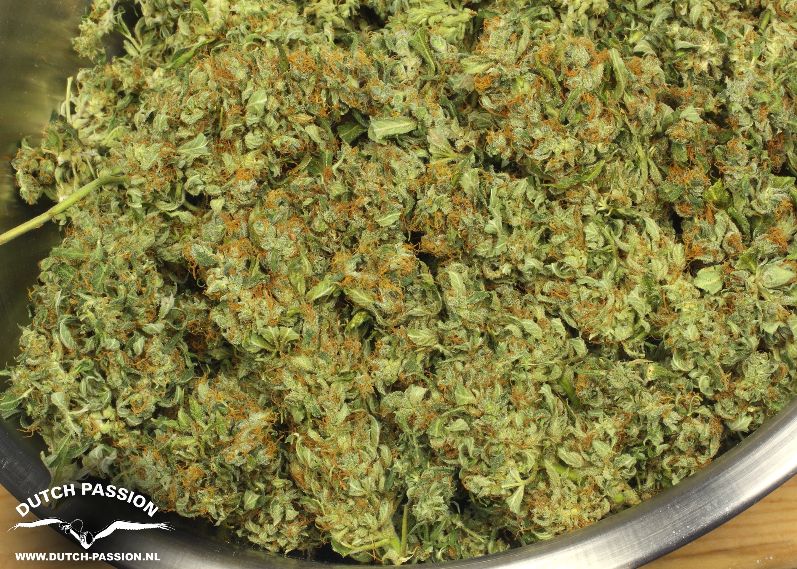 Dutch Passion - Think Different (auto/fem.)