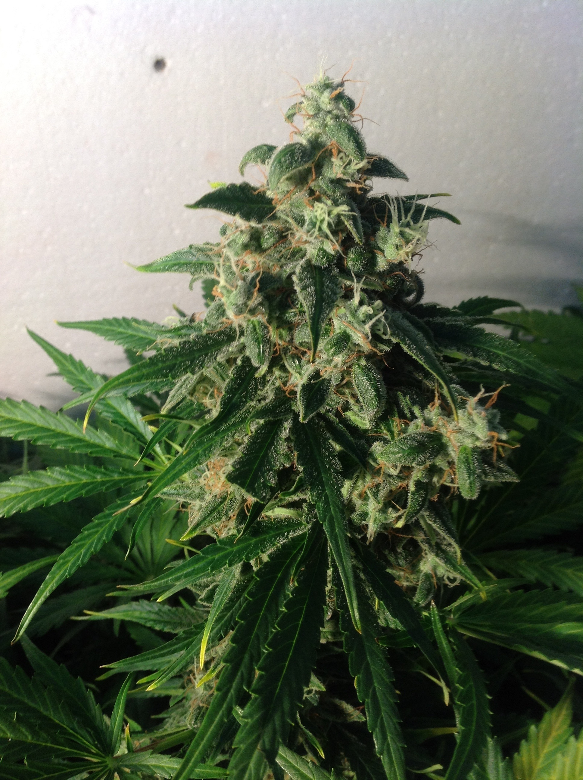 Dutch Passion - Think Different (auto/fem.)