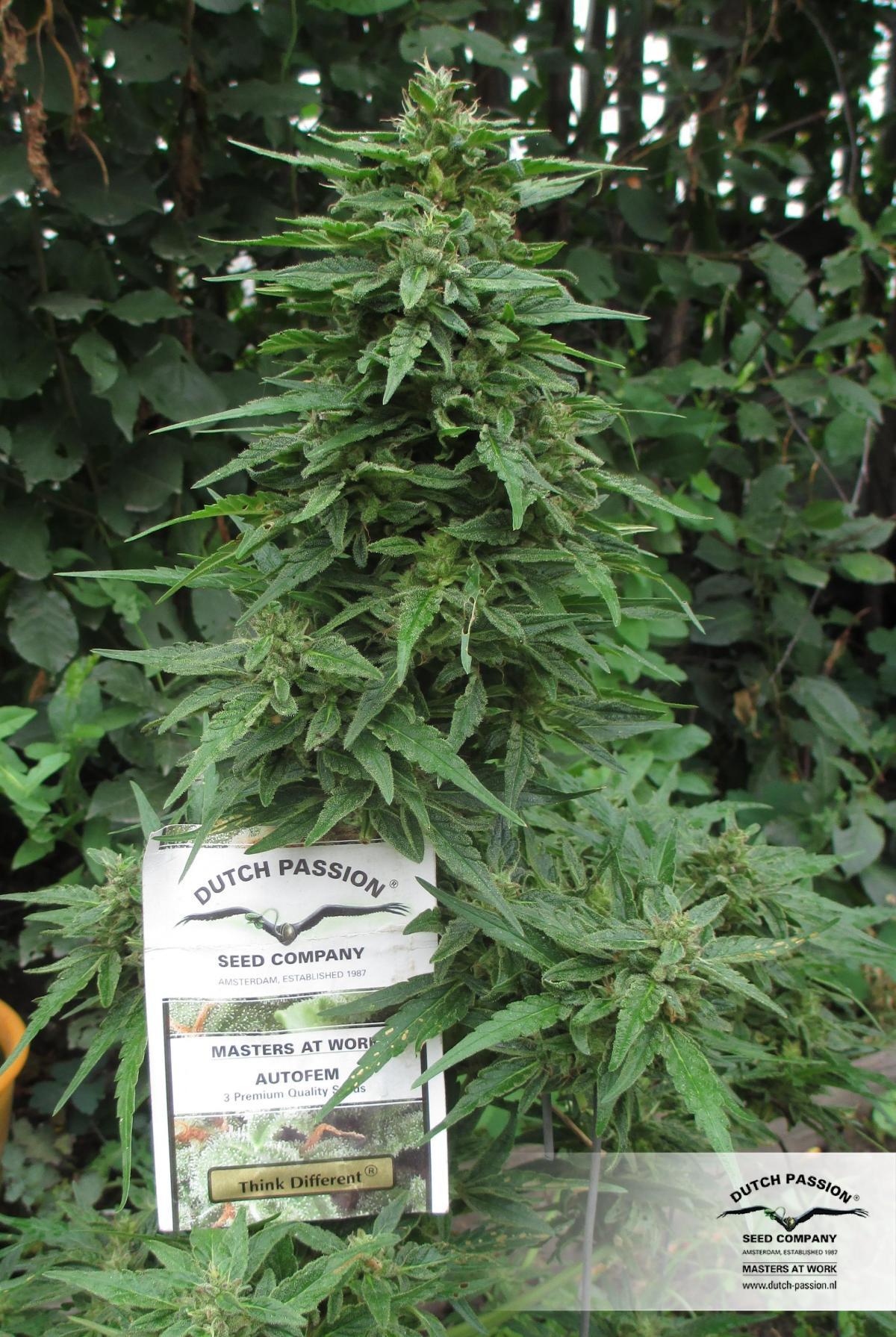 Dutch Passion - Think Different (auto/fem.)