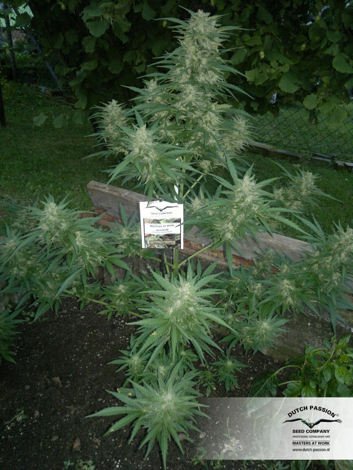 Dutch Passion - Think Different (auto/fem.)