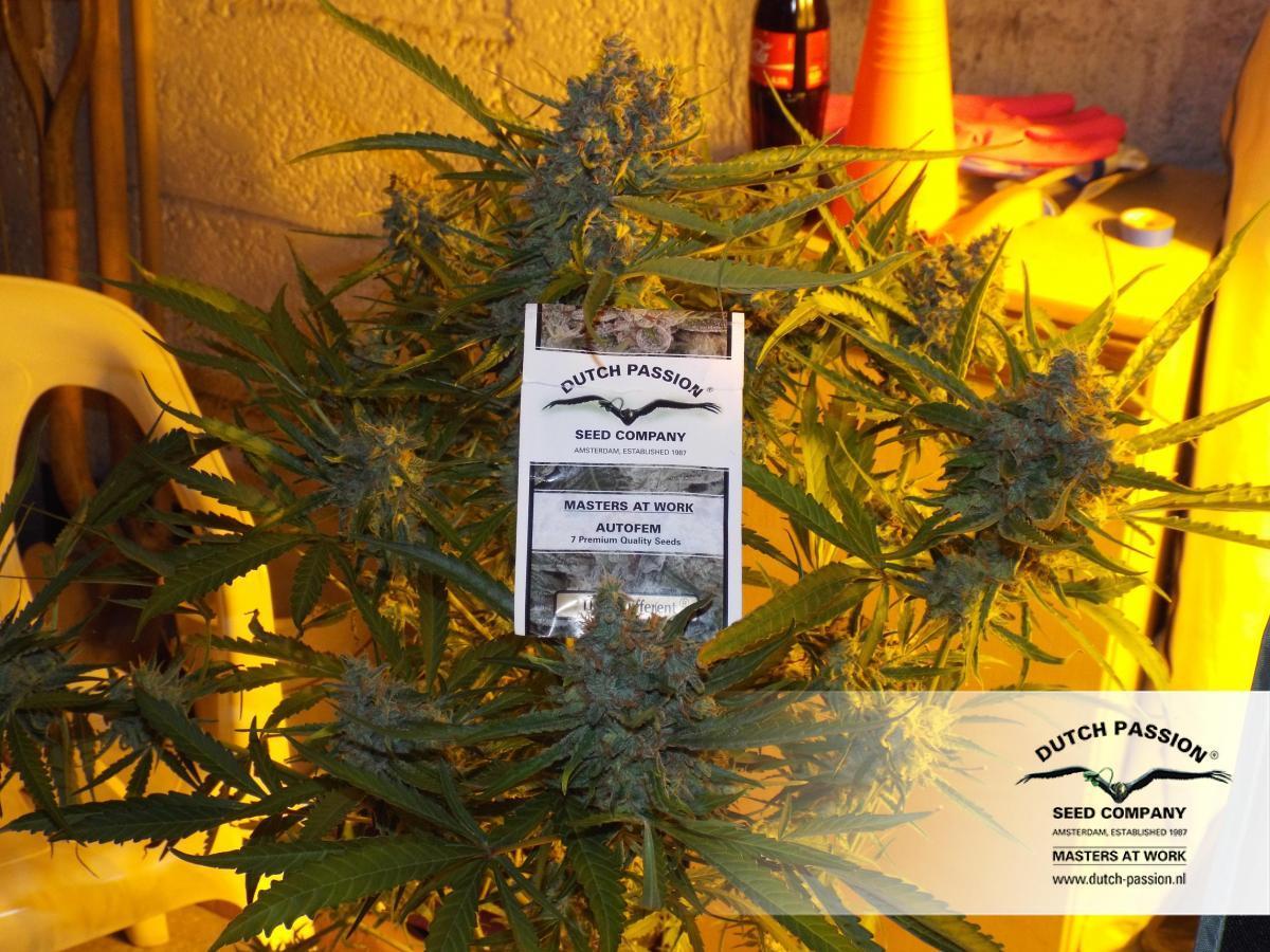 Dutch Passion - Think Different (auto/fem.)