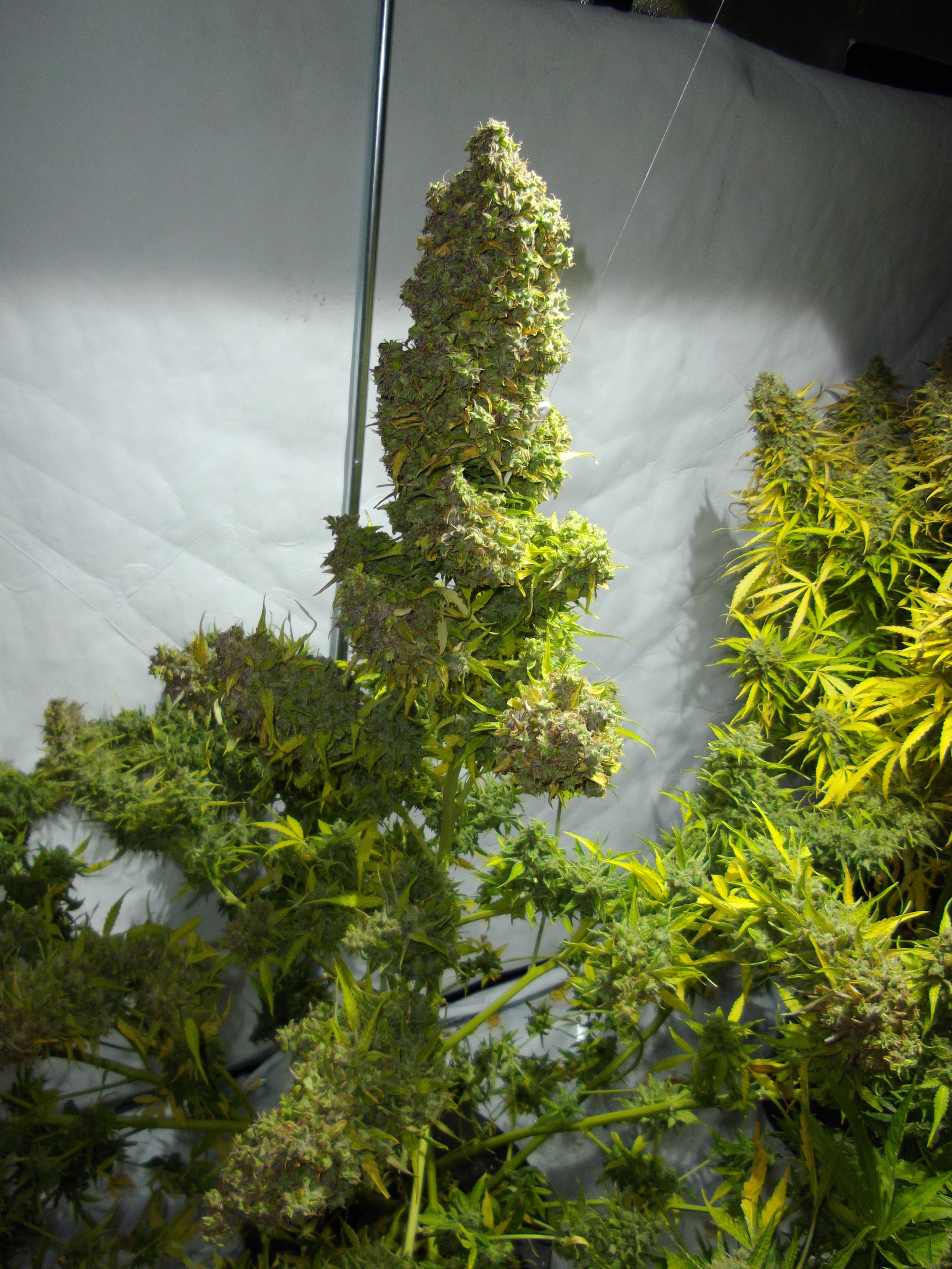 Dutch Passion - Think Different (auto/fem.)
