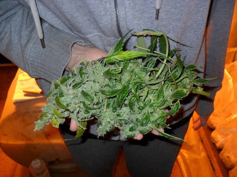 Dutch Passion - Think Different (auto/fem.)