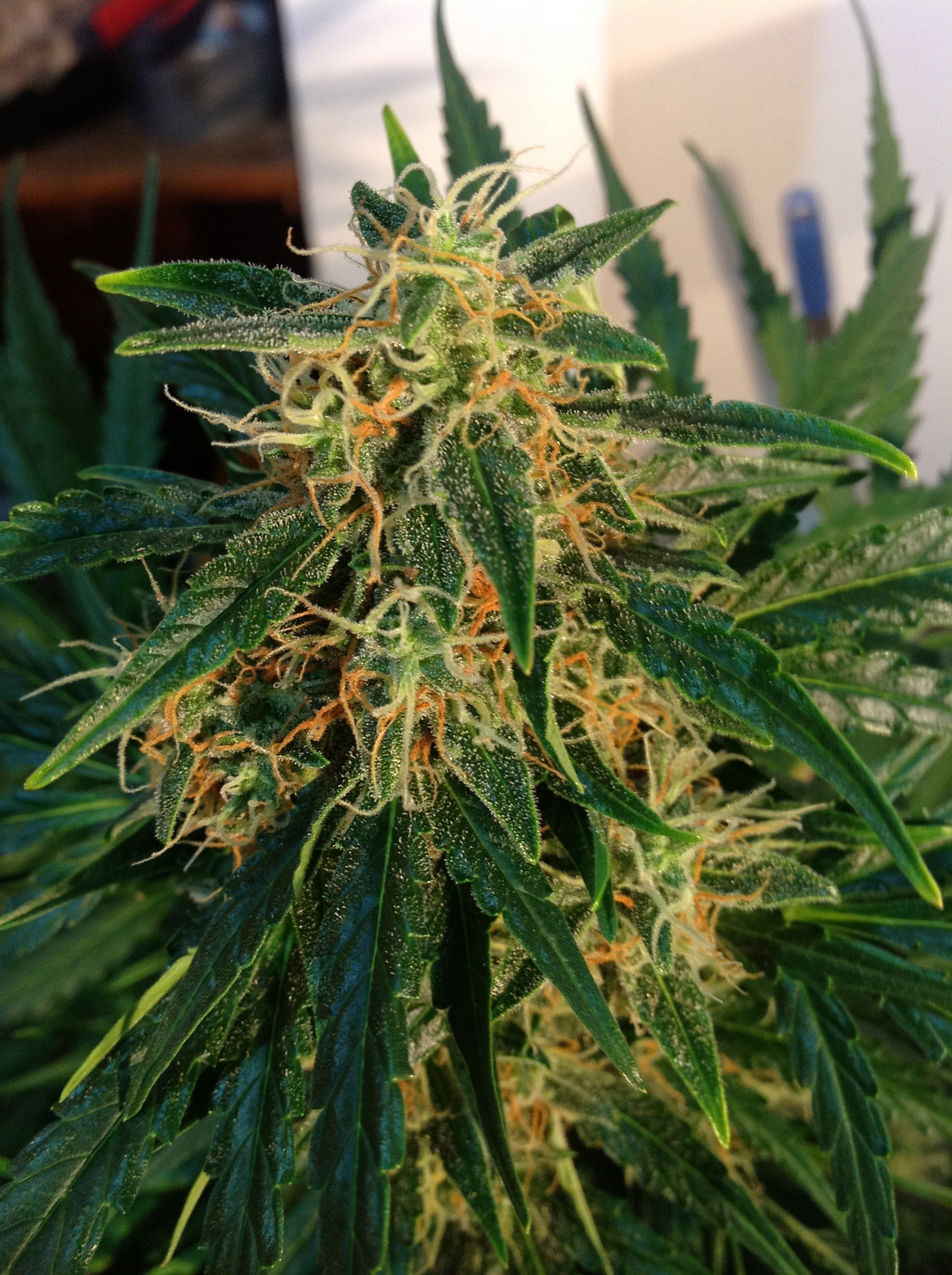 Dutch Passion - Think Different (auto/fem.)