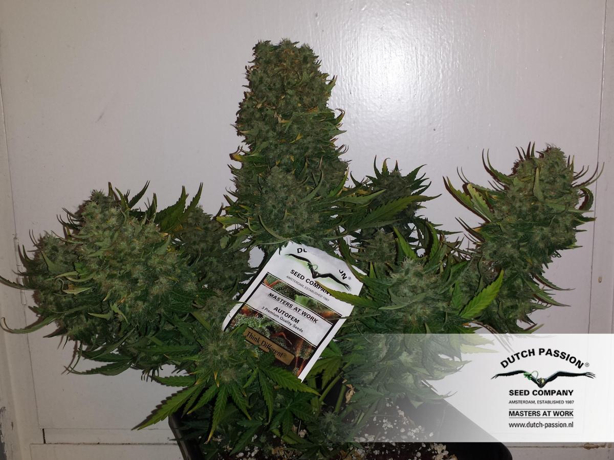 Dutch Passion - Think Different (auto/fem.)