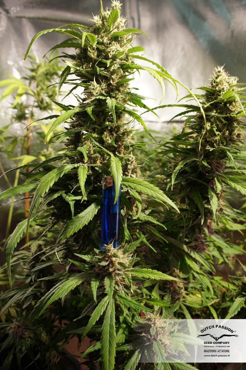 Dutch Passion - Think Different (auto/fem.)