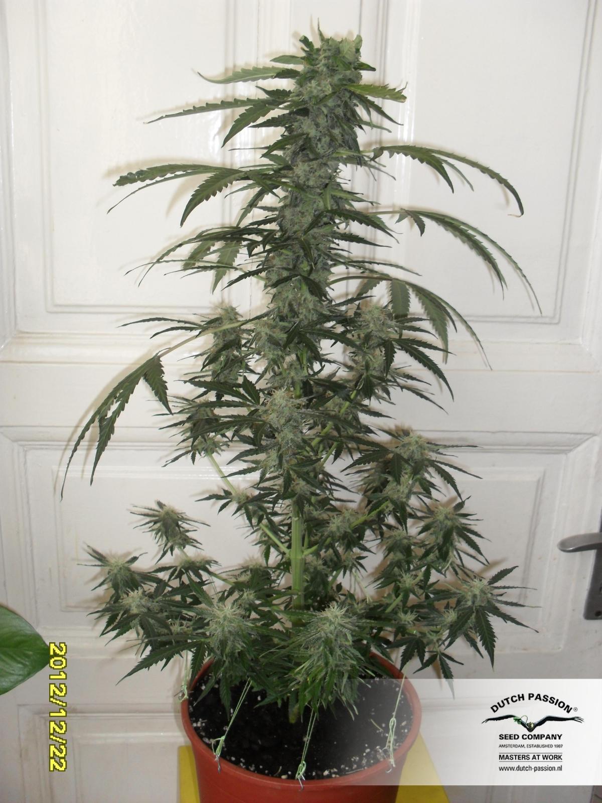 Dutch Passion - Think Different (auto/fem.)