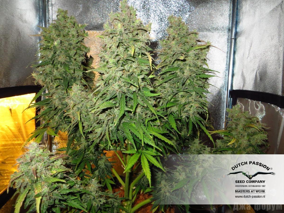 Dutch Passion - Think Different (auto/fem.)