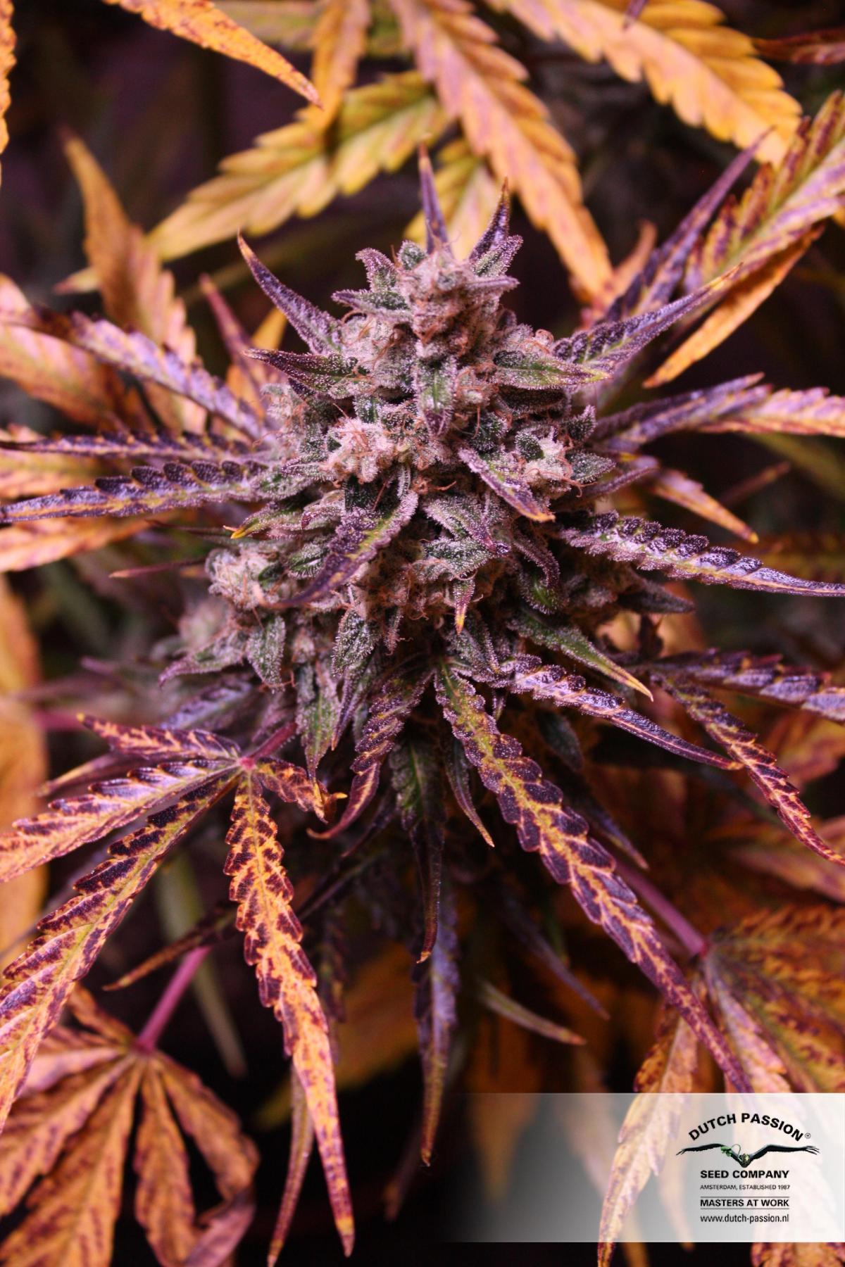 Dutch Passion - Think Different (auto/fem.)